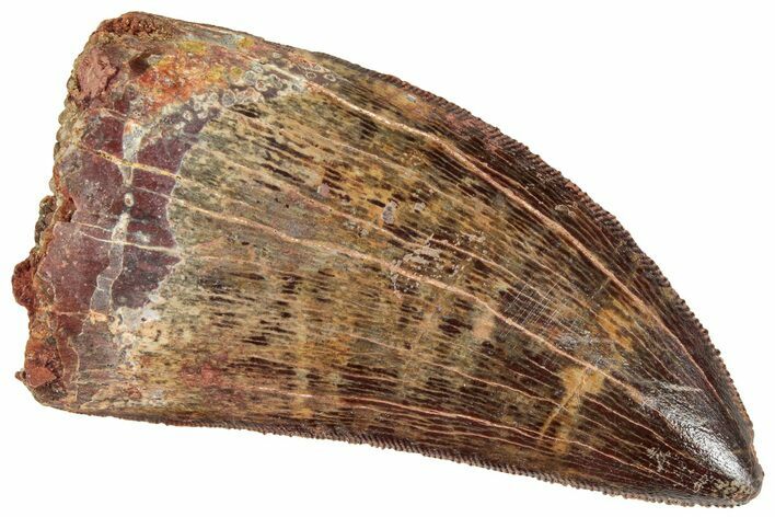 Serrated, Carcharodontosaurus Tooth - Gorgeous tooth #241369